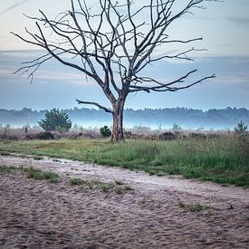 Einsamer kahler Baum in der Kalmthoutse Heide von Daan Duvillier | Dsquared Photography