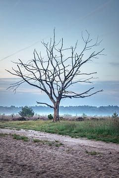 Lonely bare tree on the Kalmthoutse Heide