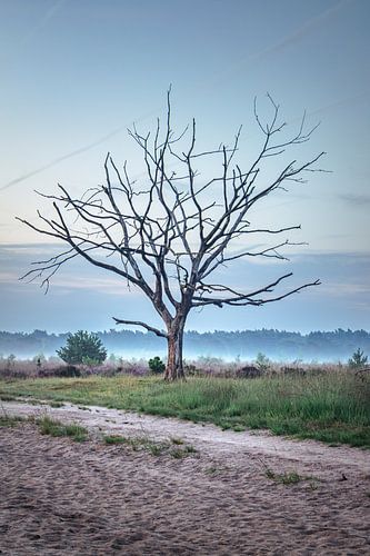 Arbre solitaire dénudé sur la Kalmthoutse Heide