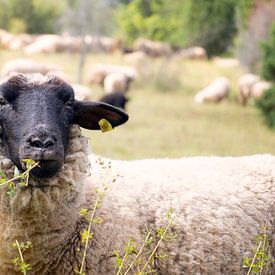 Moutons du Shropshire sur Ronenvief