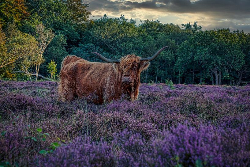 Scottish highlander beautiful in the moors 4 by peterheinspictures