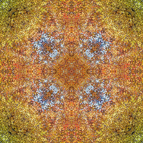 Autumn Cross