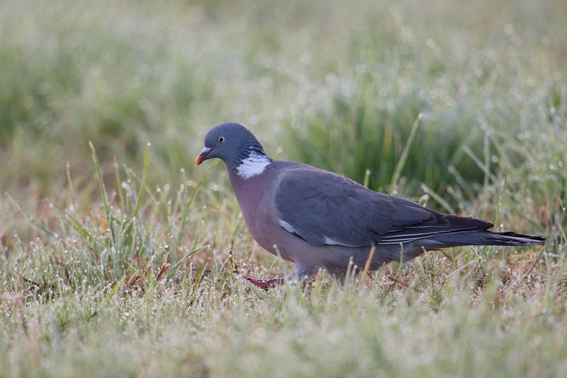 Ringeltaube ( Columba palumbus ) marschiert am frühen Morgen durch taunasses Gras par wunderbare Erde
