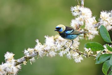 Birds of Costa Rica: portret van Purpermaskertangare (Golden-hooded Tanager) van Rini Kools