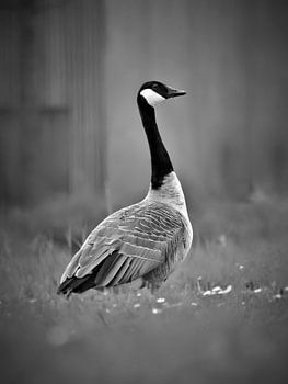 Canada goose (black and white)