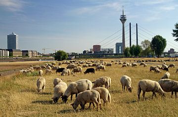 Een kudde schapen op een droge weide in Düsseldorf van Lensw0rld