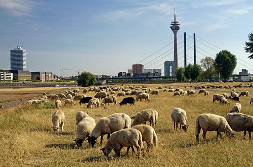 Un troupeau de moutons dans une prairie sèche à Düsseldorf