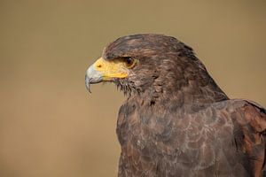 Woestijnbuizerd van Tanja van Beuningen