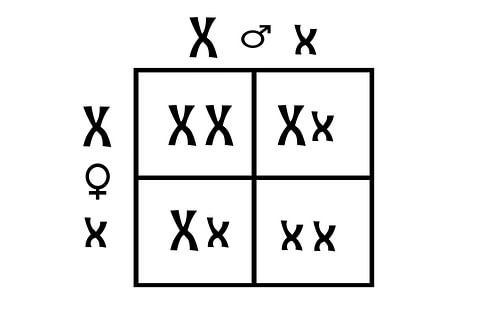 Punnett-Quadrat