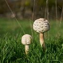 twee jonge saffraanparaplu's, Chlorophyllum rhacodes van Heiko Kueverling thumbnail