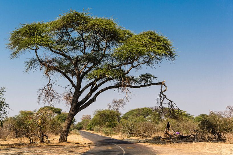 Acacia tree in Zimbabwe von Henri Kok