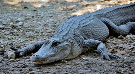 Alligator in den Everglades von Karel Frielink