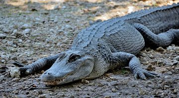Alligator in the Everglades by Karel Frielink