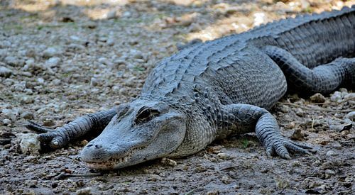 Alligator in de Everglades