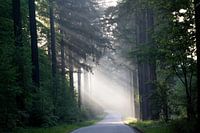 sunrays at sunrise on the Veluwe