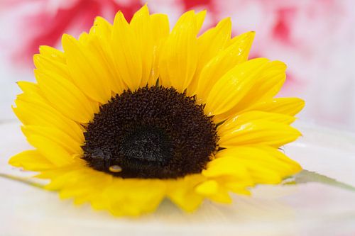 Een gele zonnebloem