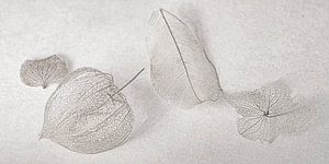 Filigrane en taupe, Physalis et hortensia