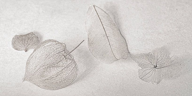 Filigree in taupe, Physalis and hydrangea by Hanneke Luit
