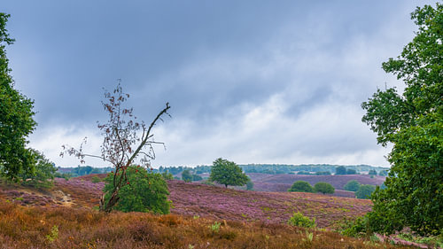 The flowering heather on the Posbank, near Rheden and Arnhem