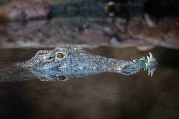 Crocodile in reflecting water by Martijn de Bruijn