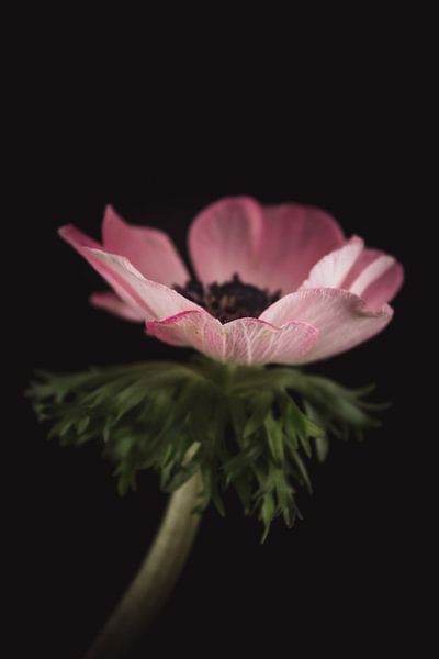 Fine art Anemone by Sandra Hazes