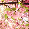 Roze bloesem in de lente van Dennis van de Water