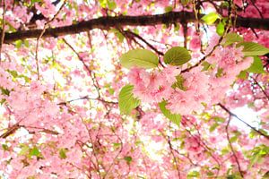 Roze bloesem in de lente van Dennis van de Water