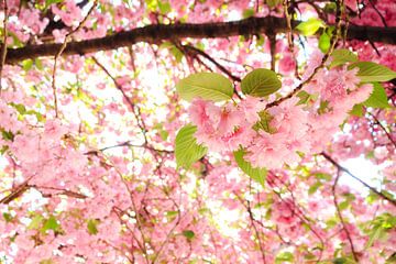 Roze bloesem in de lente
