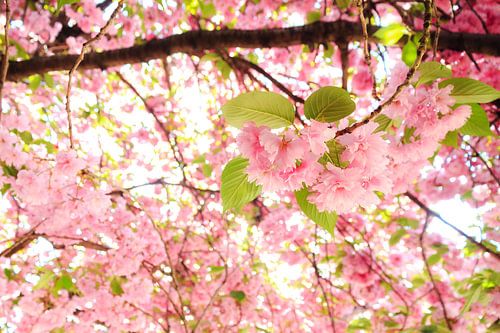 Pink blossom in spring by Dennis van de Water