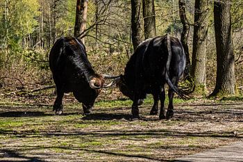Kämpfende Stiere, Naturschutzgebiet De Maashorst 1