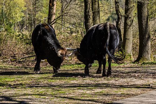 Bulls in combat, De Maashorst nature reserve 1