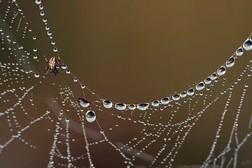Pearls in the web by Ger van Beek