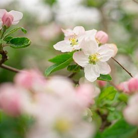 Apfelblüte von Peter Heeling