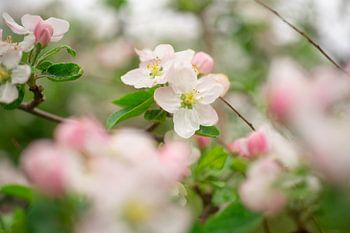 Fleur de pommier