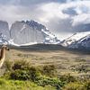 Guanaco à Torres del Paine, en Patagonie sur Ron van der Stappen