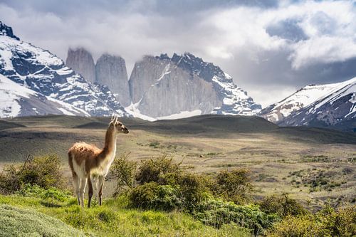 Guanaco in Torres del Paine Patagonie