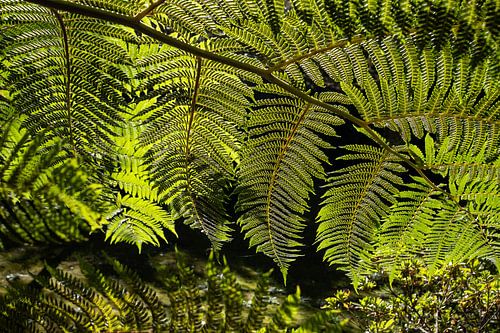 Boomvarenbladeren