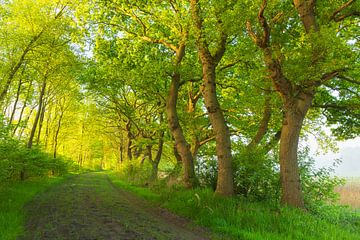 Zonsopkomst Oudemolen - Drenthe (Nederland) van Marcel Kerdijk