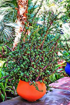 Kleurrijke plantenpotten Marrakech 10 van Dorothy Berry-Lound