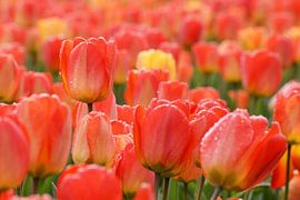 Tulpen von carla verhulst