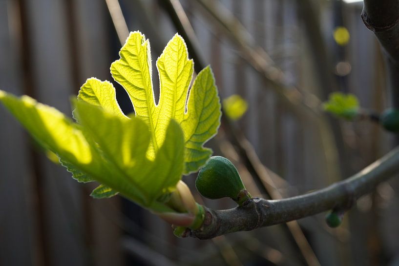 Fig in the morning sun by Ineke Salomons