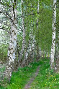 Birkenweg