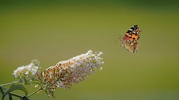 Distelfalter fliegt in der Nähe des Schmetterlingsstrauchs von stephan berendsen