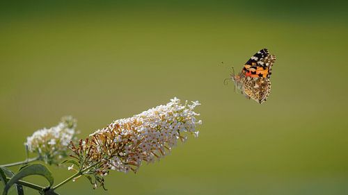 Papillon chardon volant près du buisson à papillons