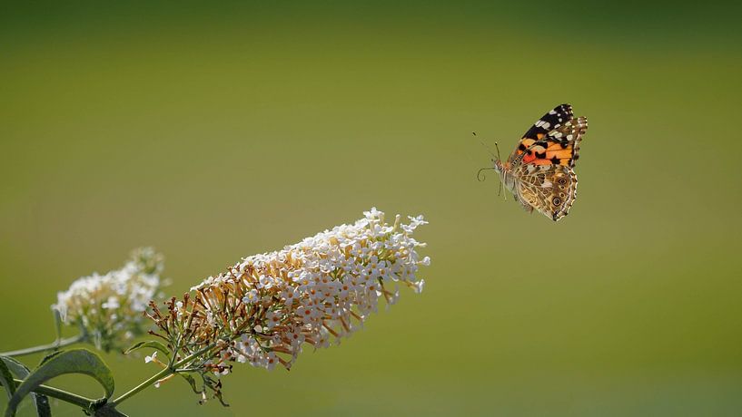 Distelfalter fliegt in der Nähe des Schmetterlingsstrauchs von stephan berendsen