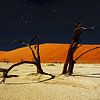 Namibia Deadvlei tree skeletons at night by images4nature by Eckart Mayer Photography