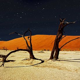Namibië Deadvlei boomskeletten bij nacht van images4nature by Eckart Mayer Photography