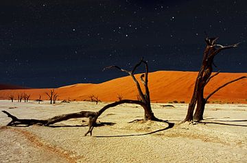 Namibië Deadvlei boomskeletten bij nacht van images4nature by Eckart Mayer Photography