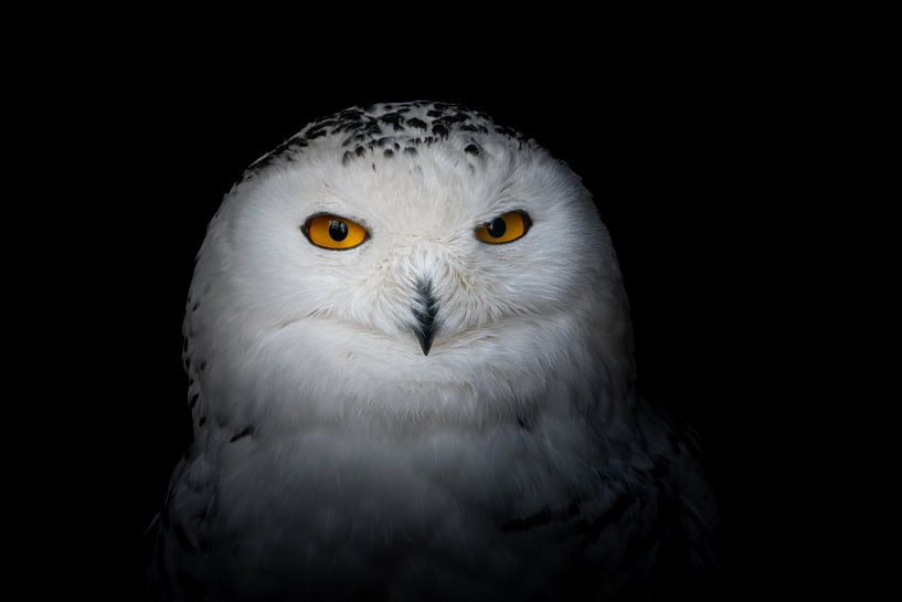 Schneeeule im Dunkeln - Beeindruckendes Tierporträt von Scarlett Bus