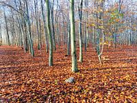 Herbstwald
